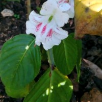 Impatiens grandis B.Heyne